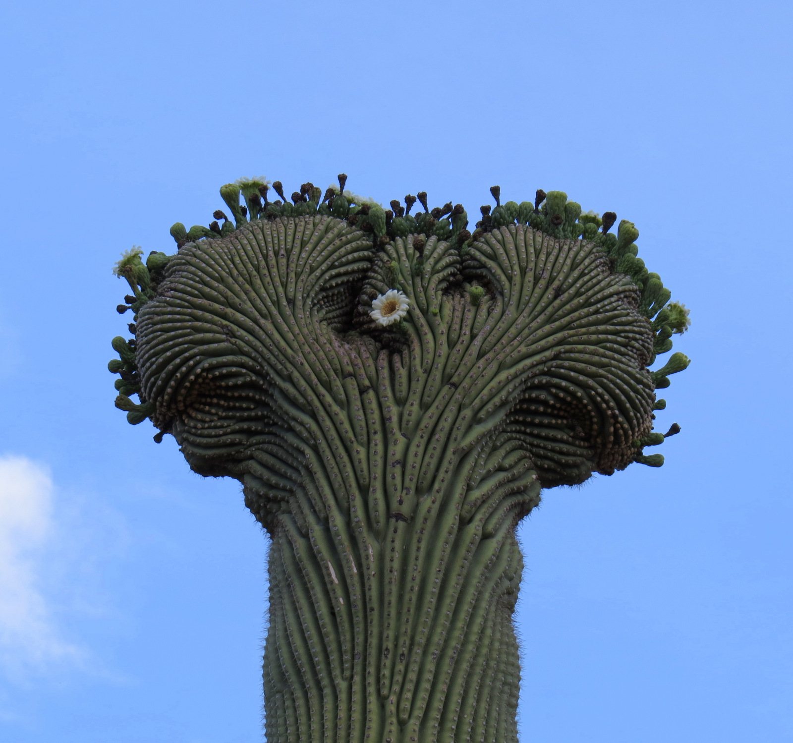 Saguaro