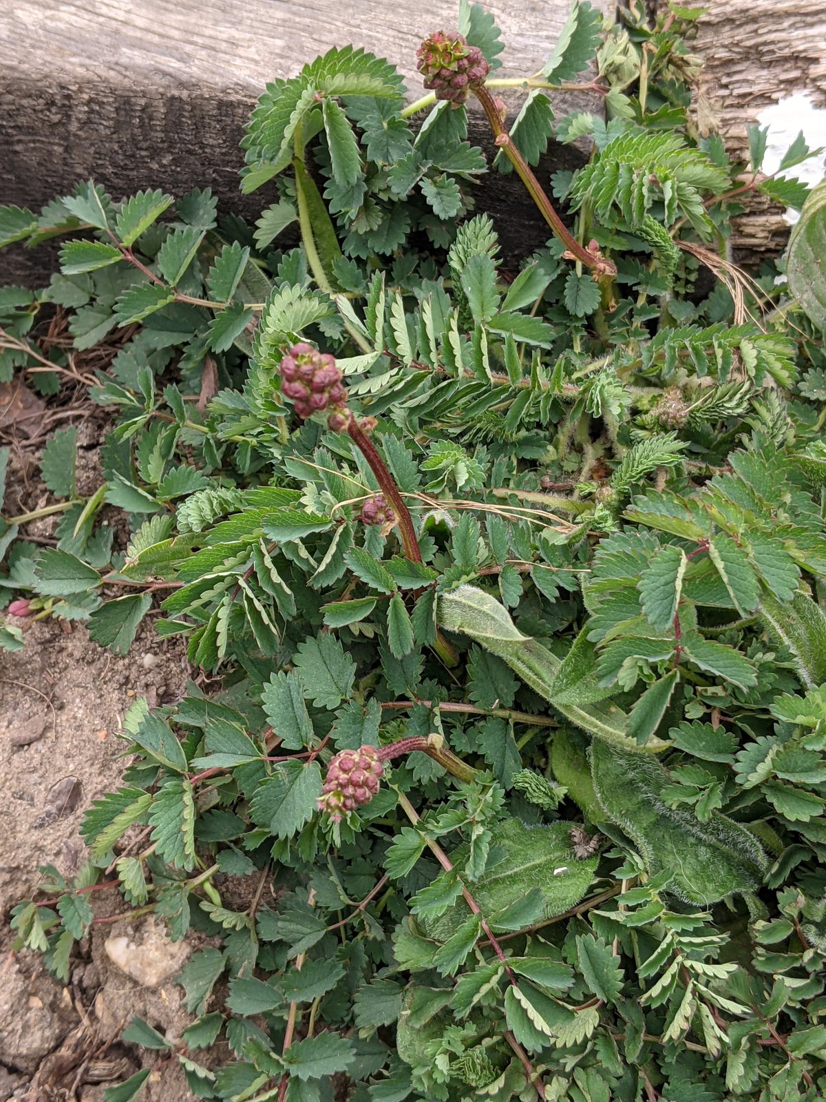 Salad burnet