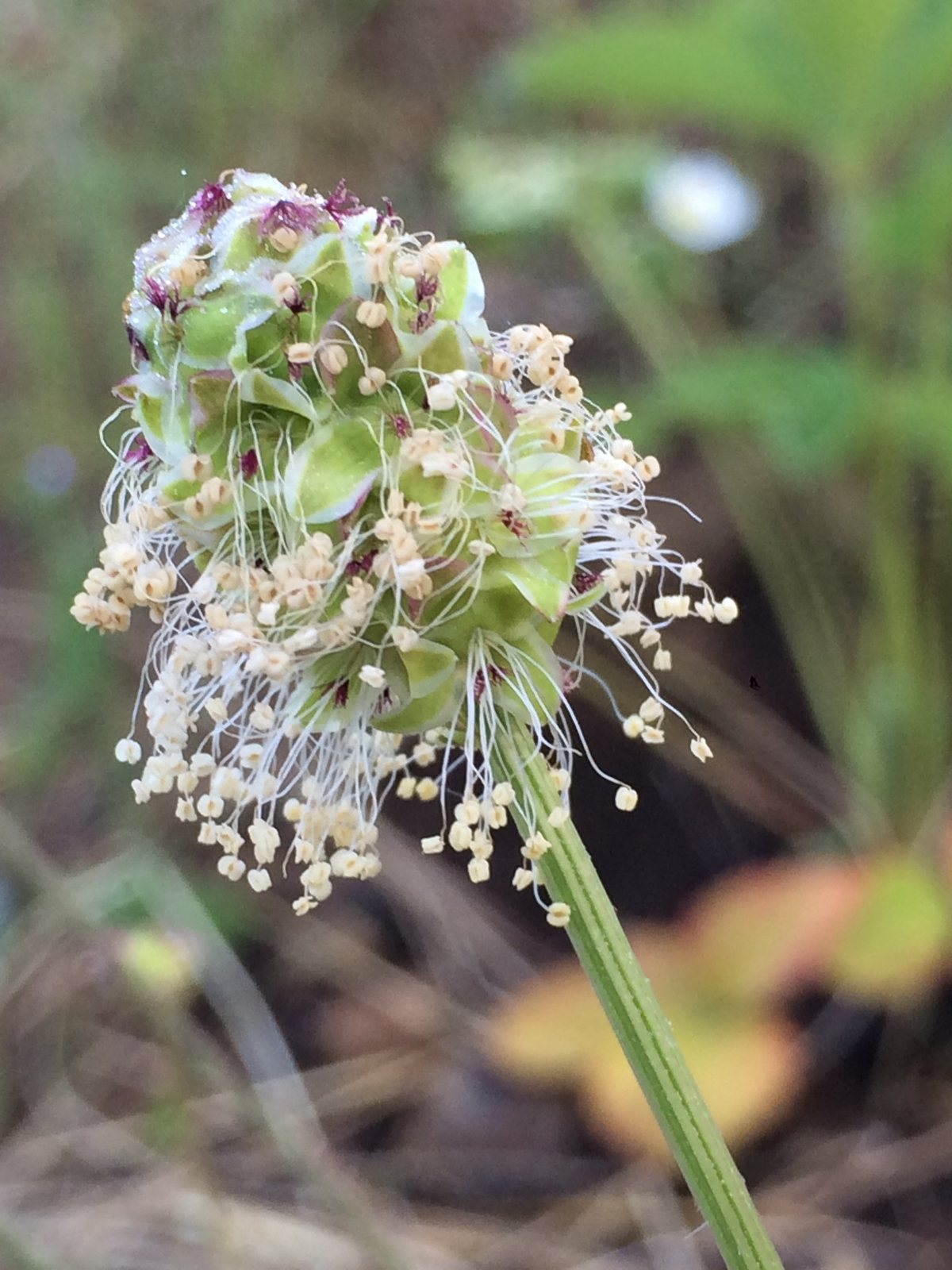 Salad burnet