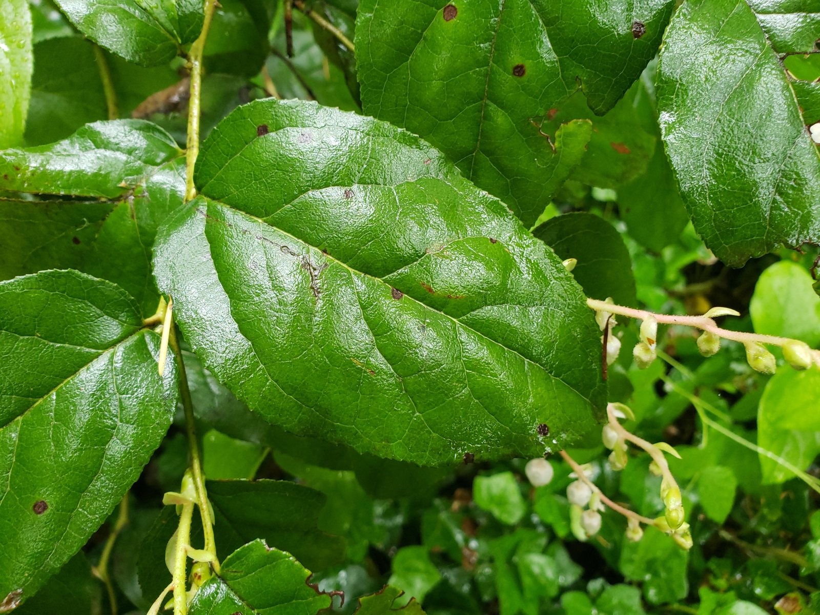 Salal