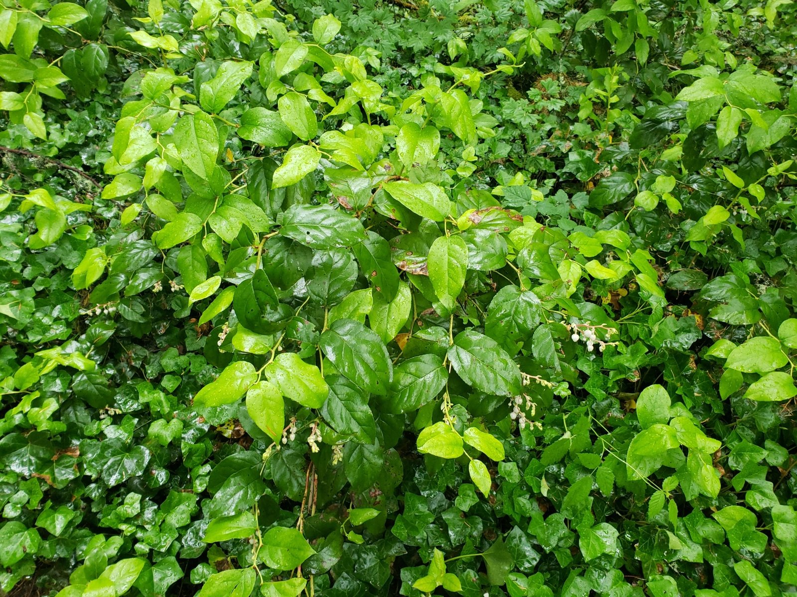 Salal