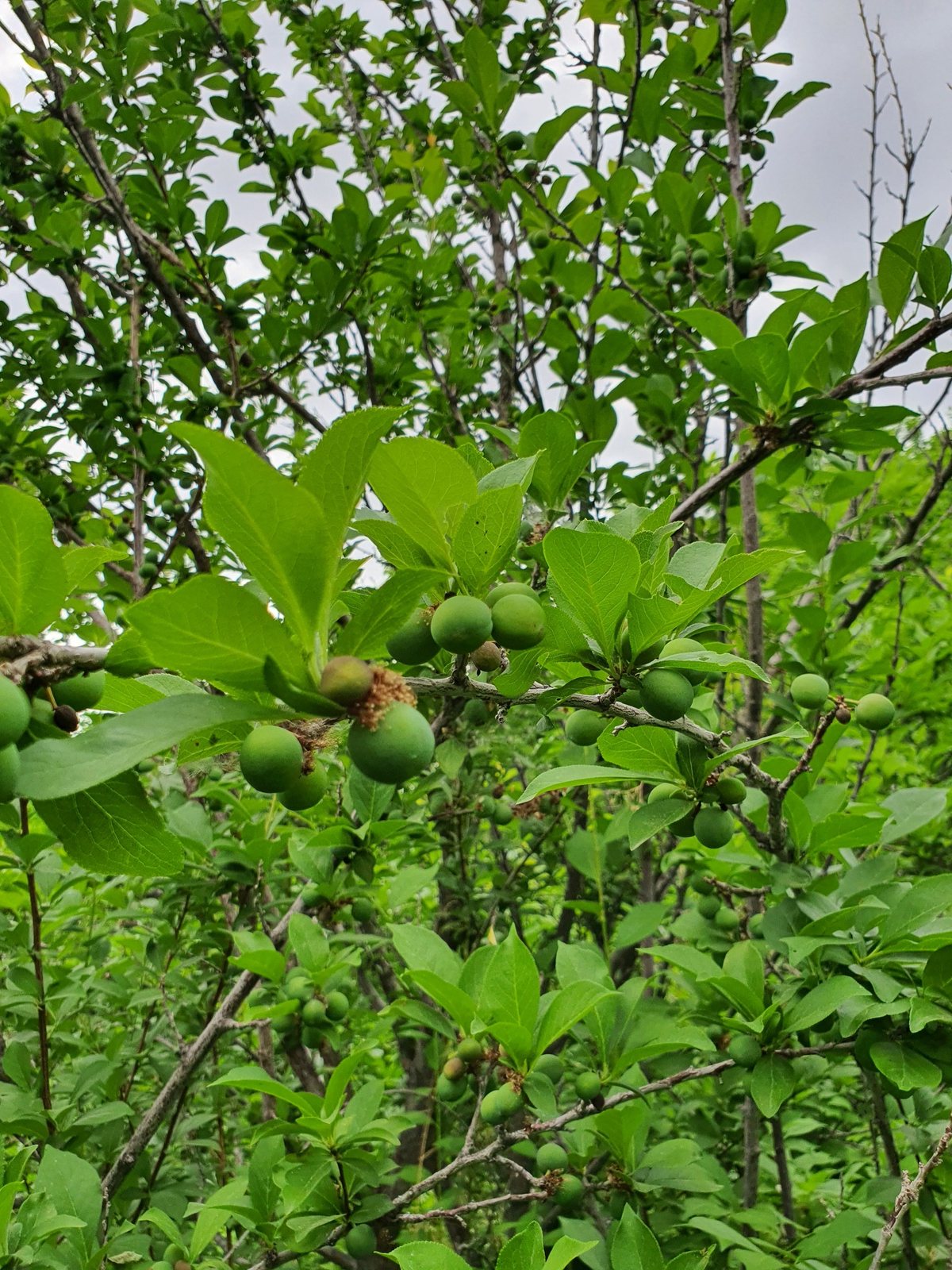 Santa Rosa plum