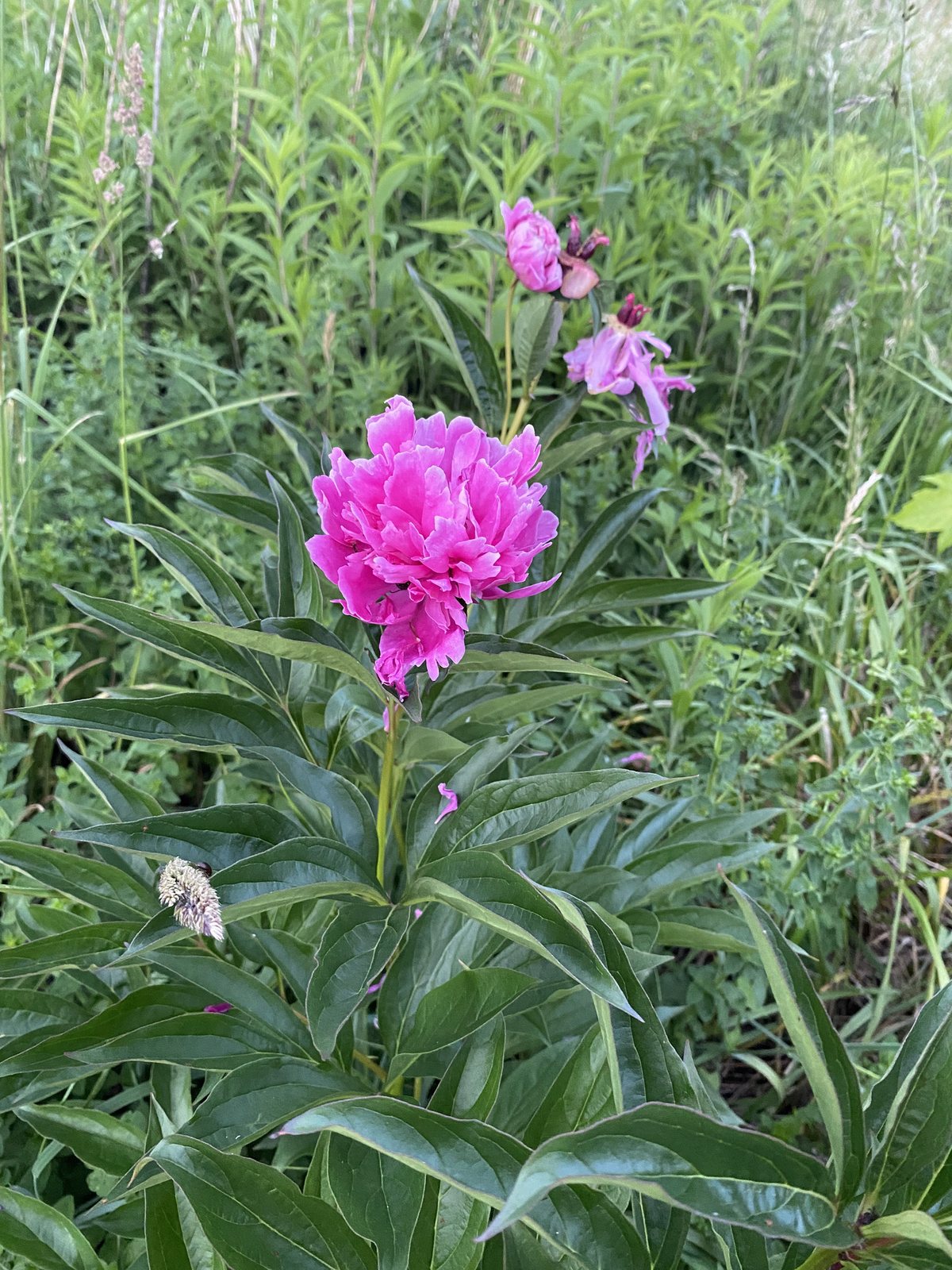 Sarah Bernhardt peony