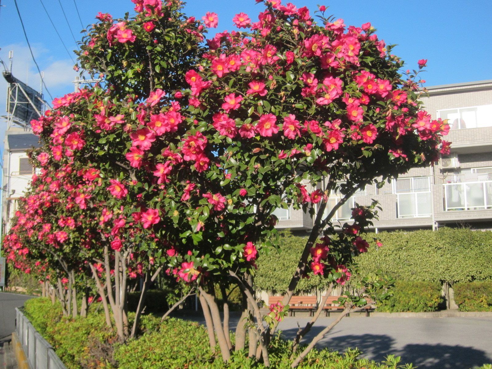 Sasanqua camellia