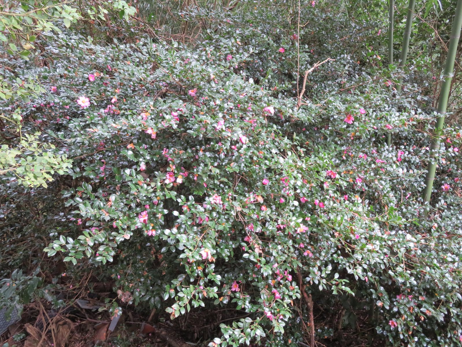 Sasanqua camellia