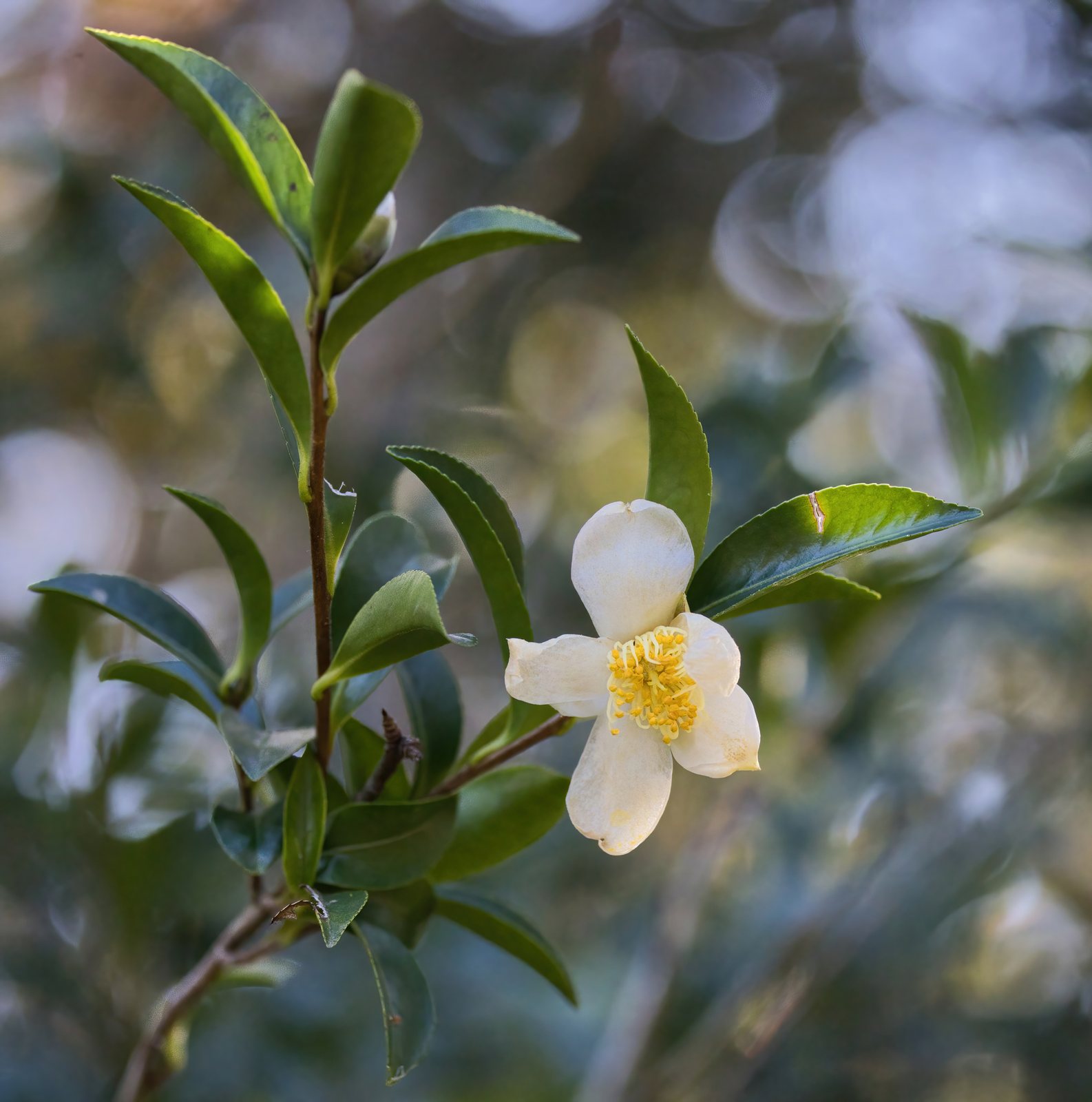 Sasanqua camellia