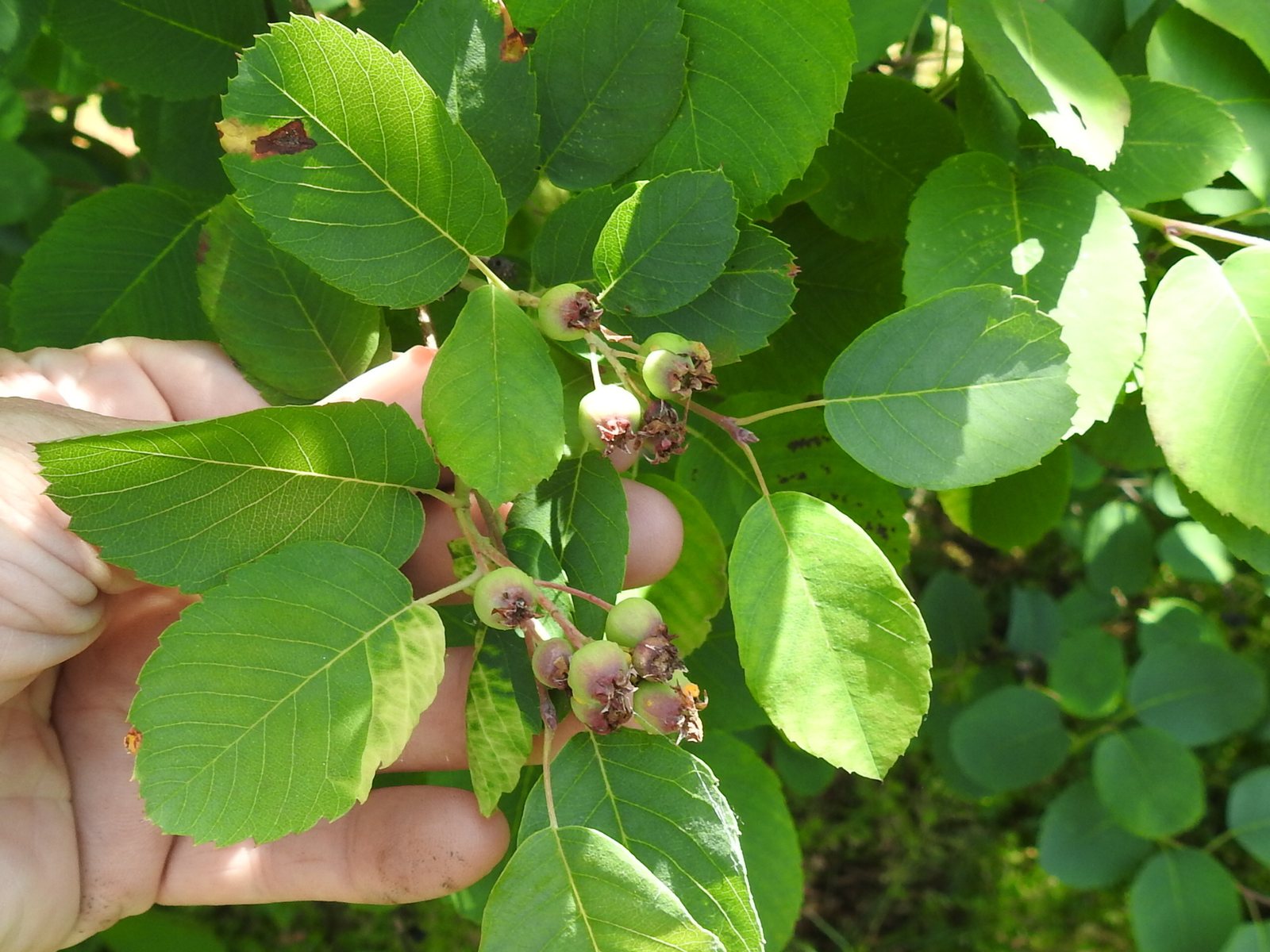 Saskatoon berry