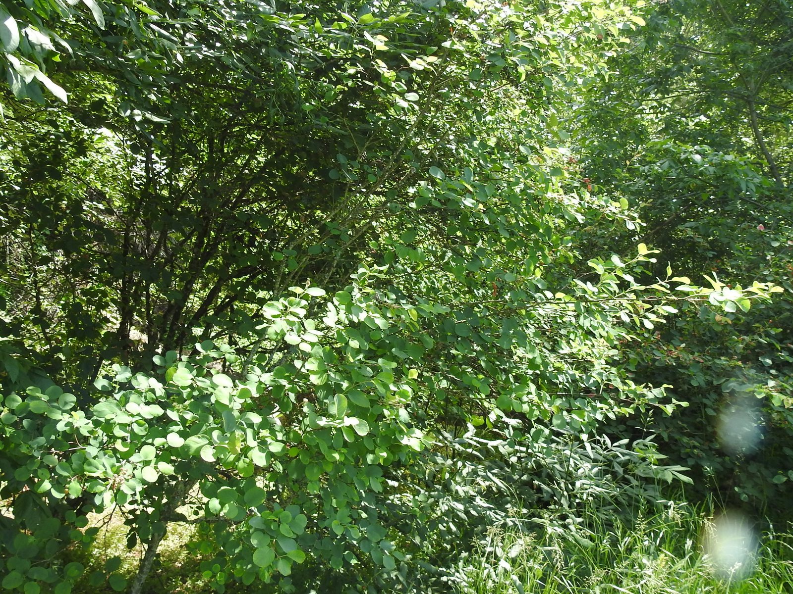 Saskatoon berry