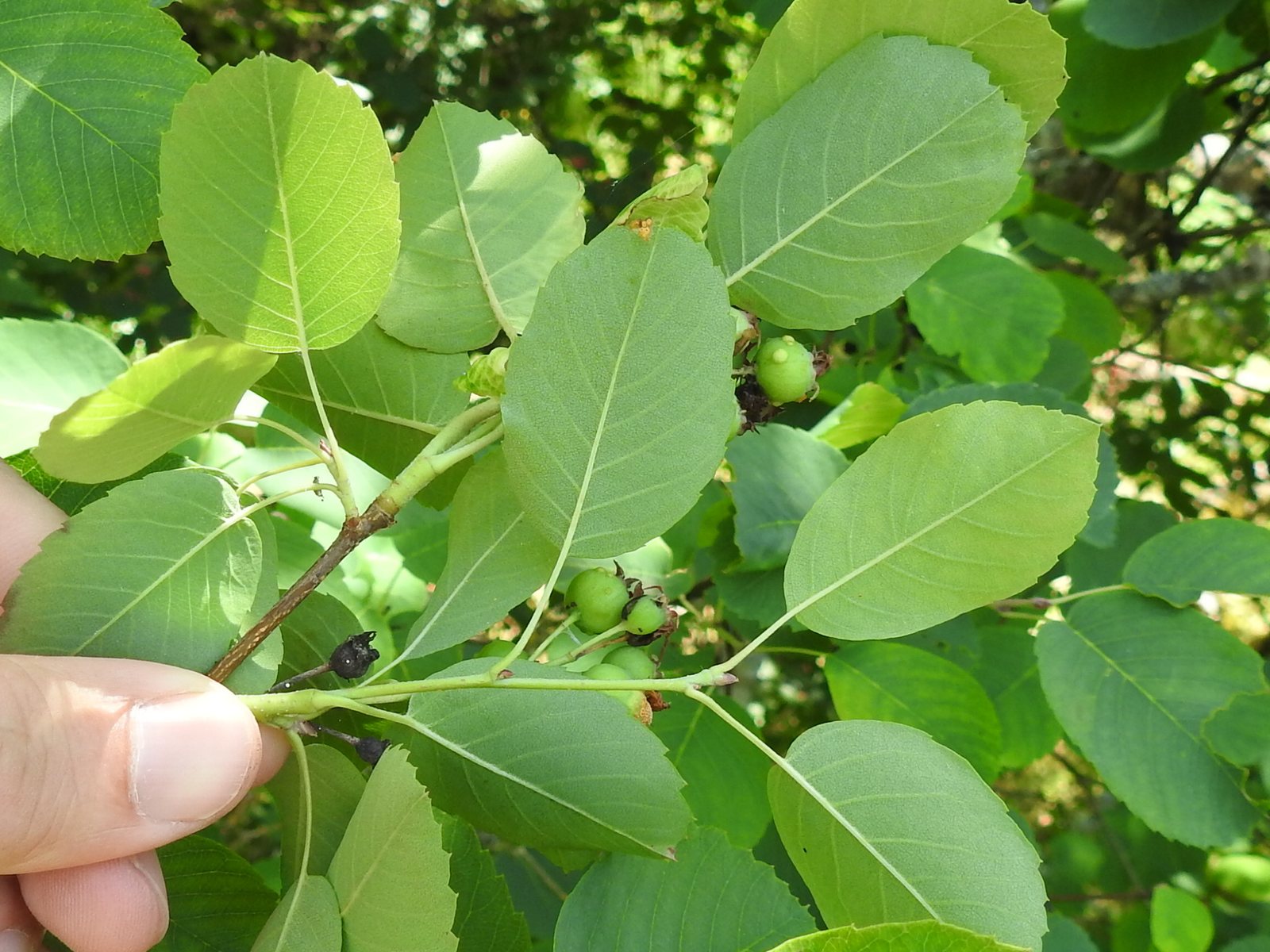 Saskatoon berry