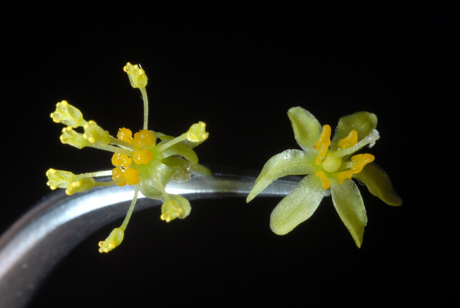Sassafras