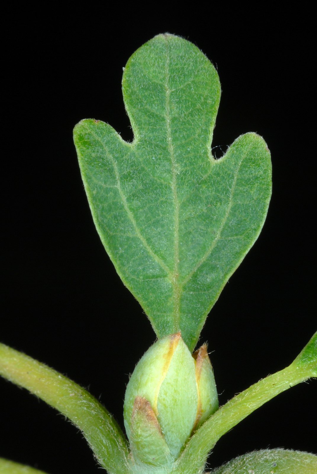 Sassafras