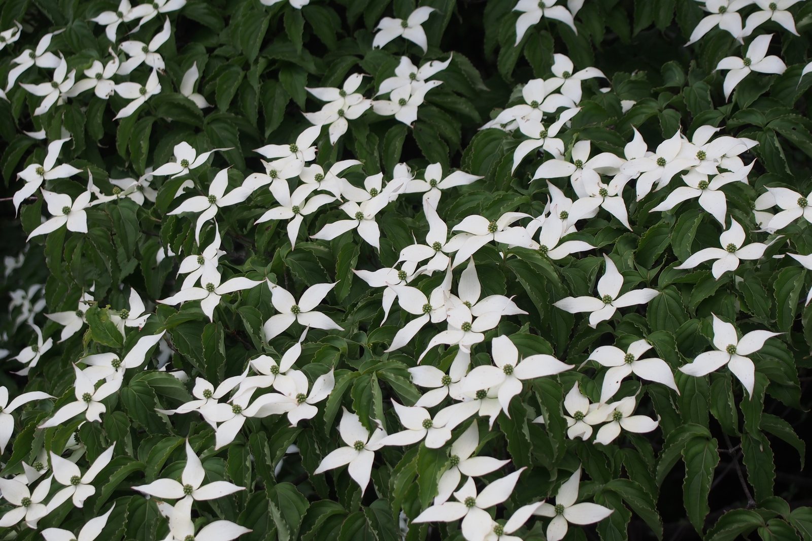 Satomi kousa dogwood