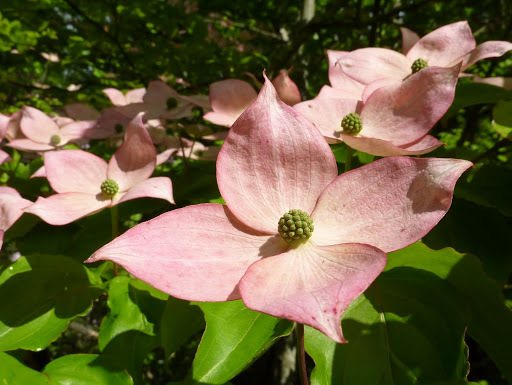 Satomi kousa dogwood