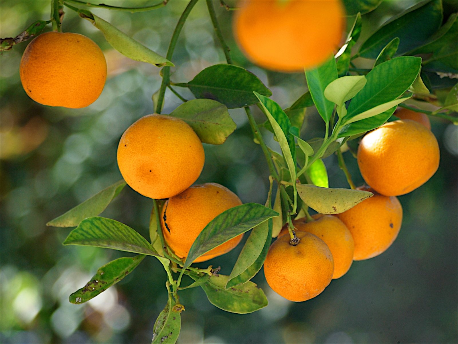 Satsuma mandarin
