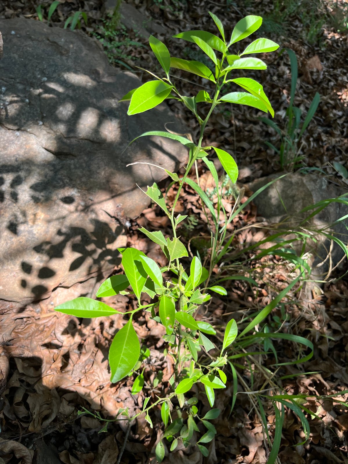 Satsuma mandarin