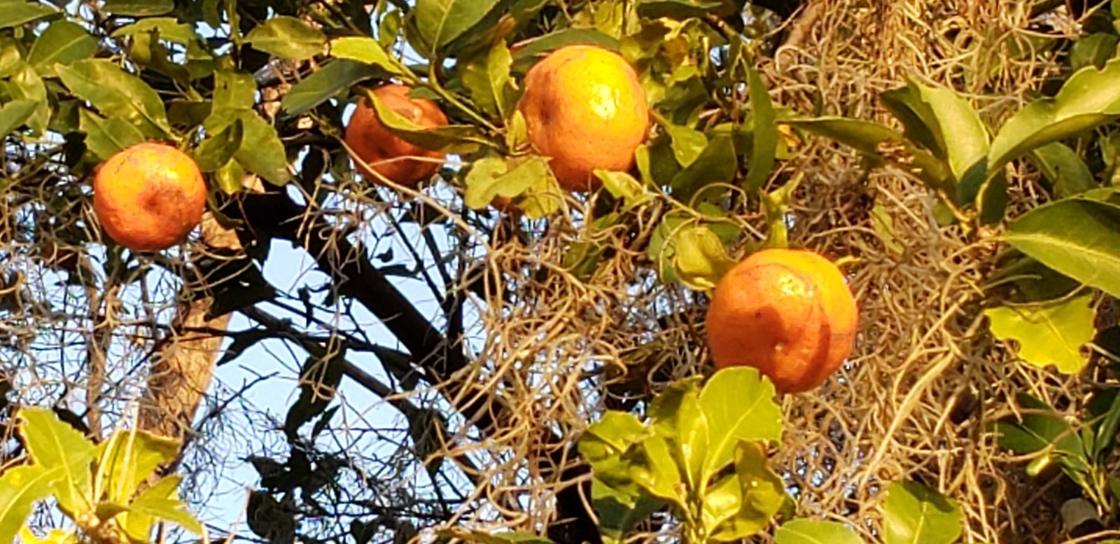Satsuma mandarin