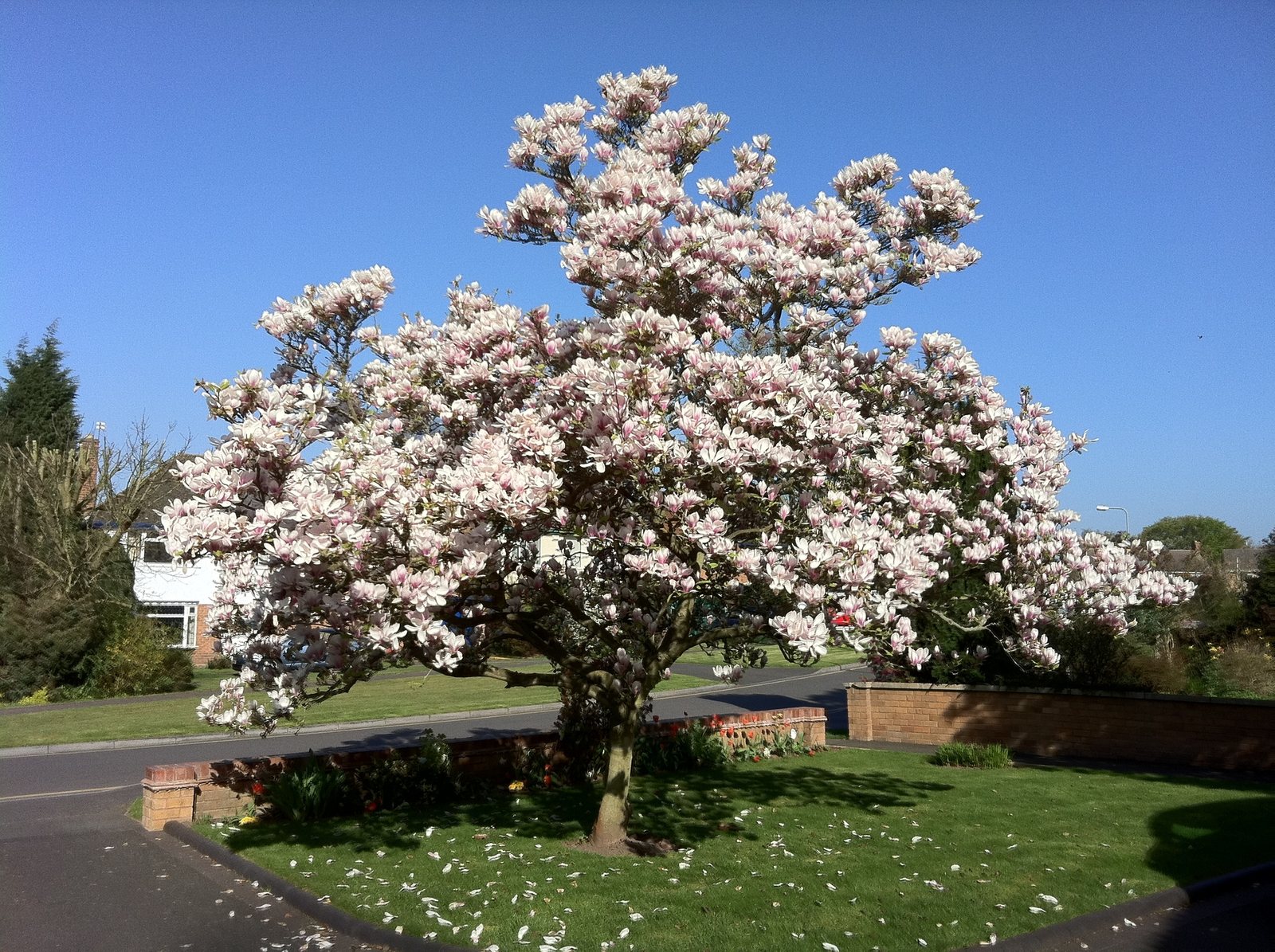 Saucer magnolia