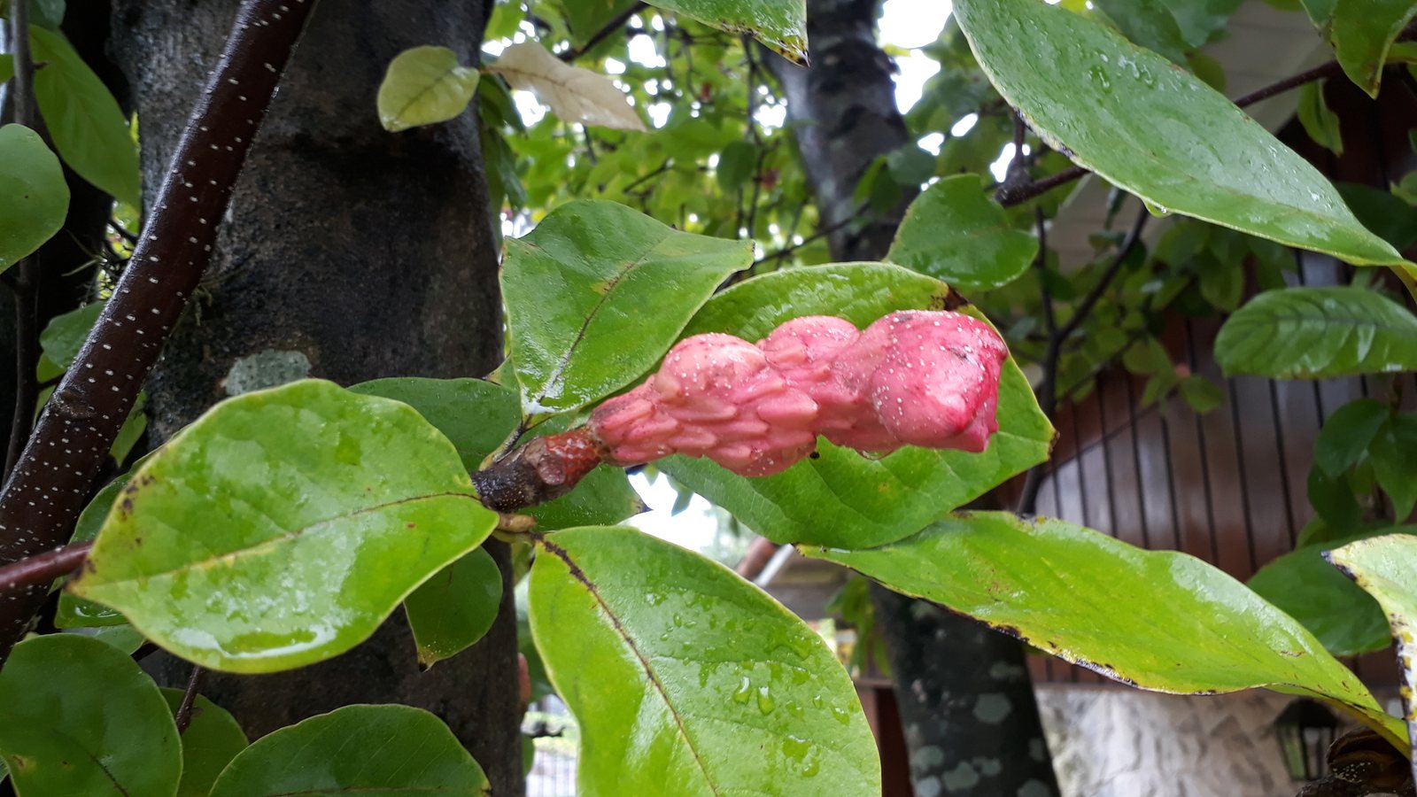 Saucer magnolia
