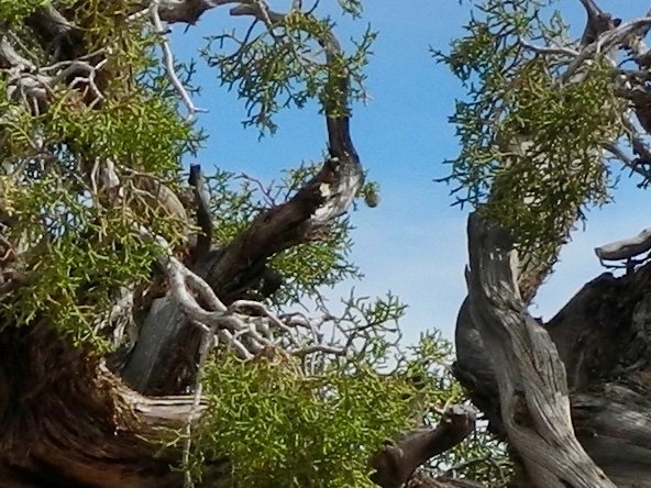 Savin juniper 'Tamariscifolia'