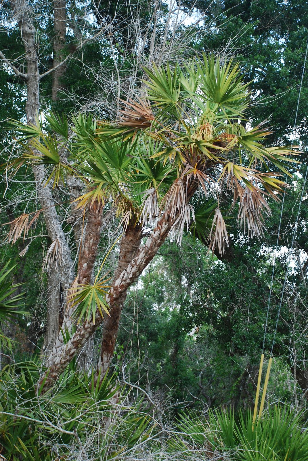 Saw palmetto