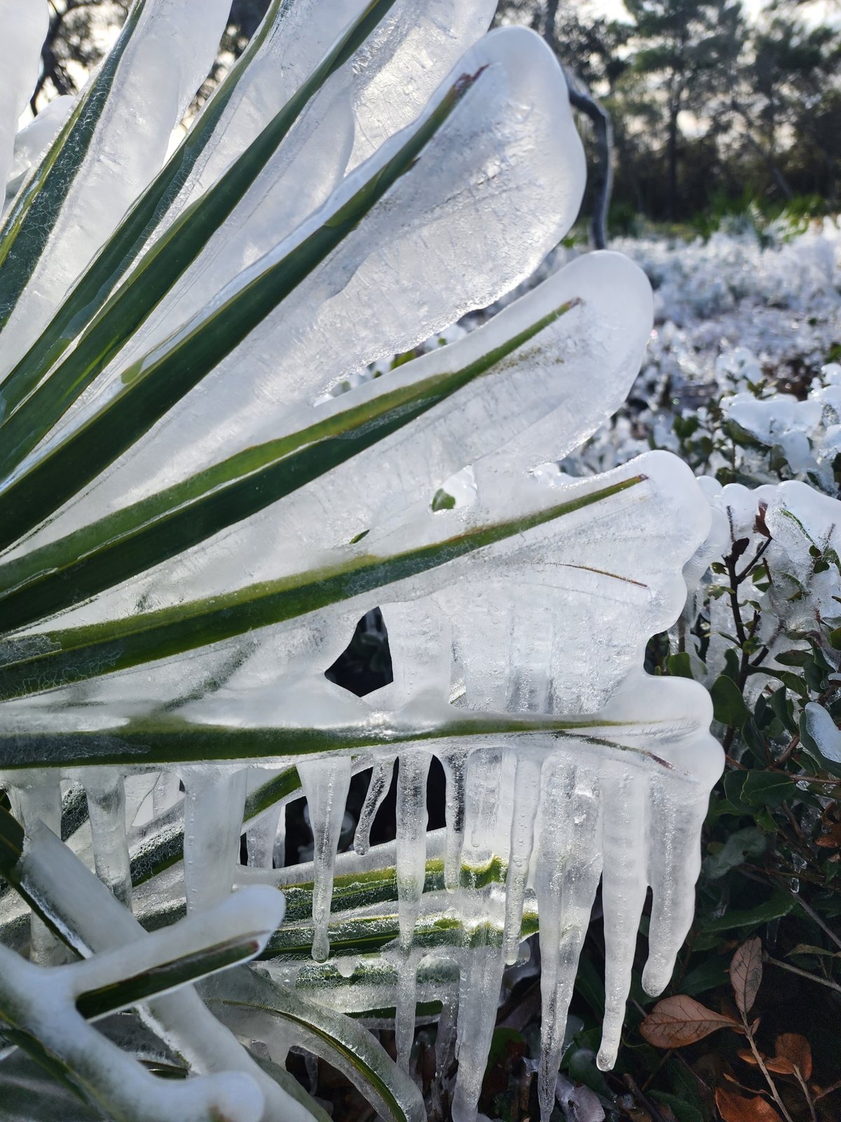 Saw palmetto
