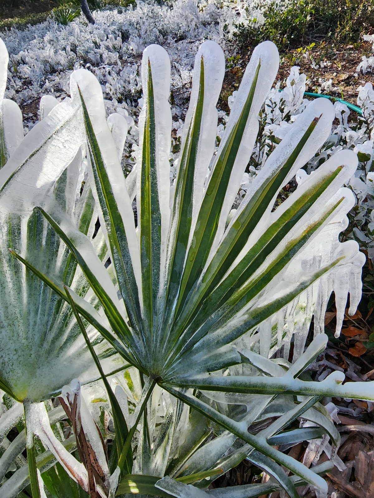 Saw palmetto