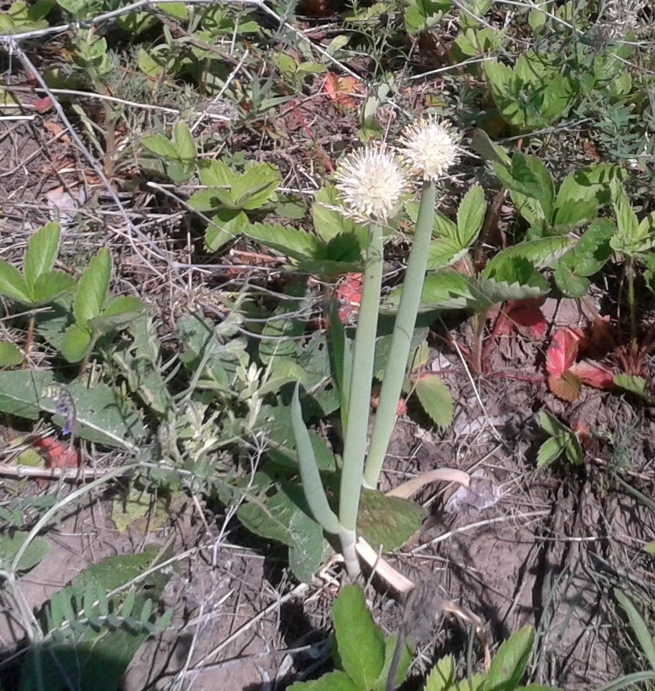 Scallion (spring onion)