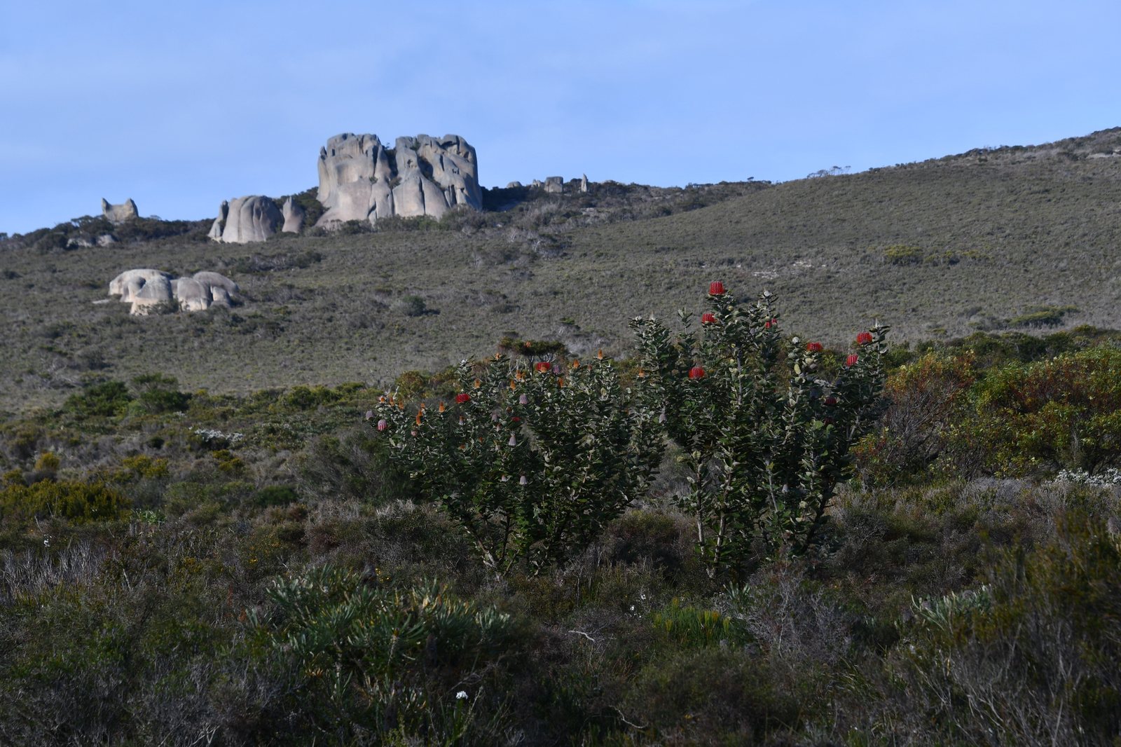 Scarlet banksia