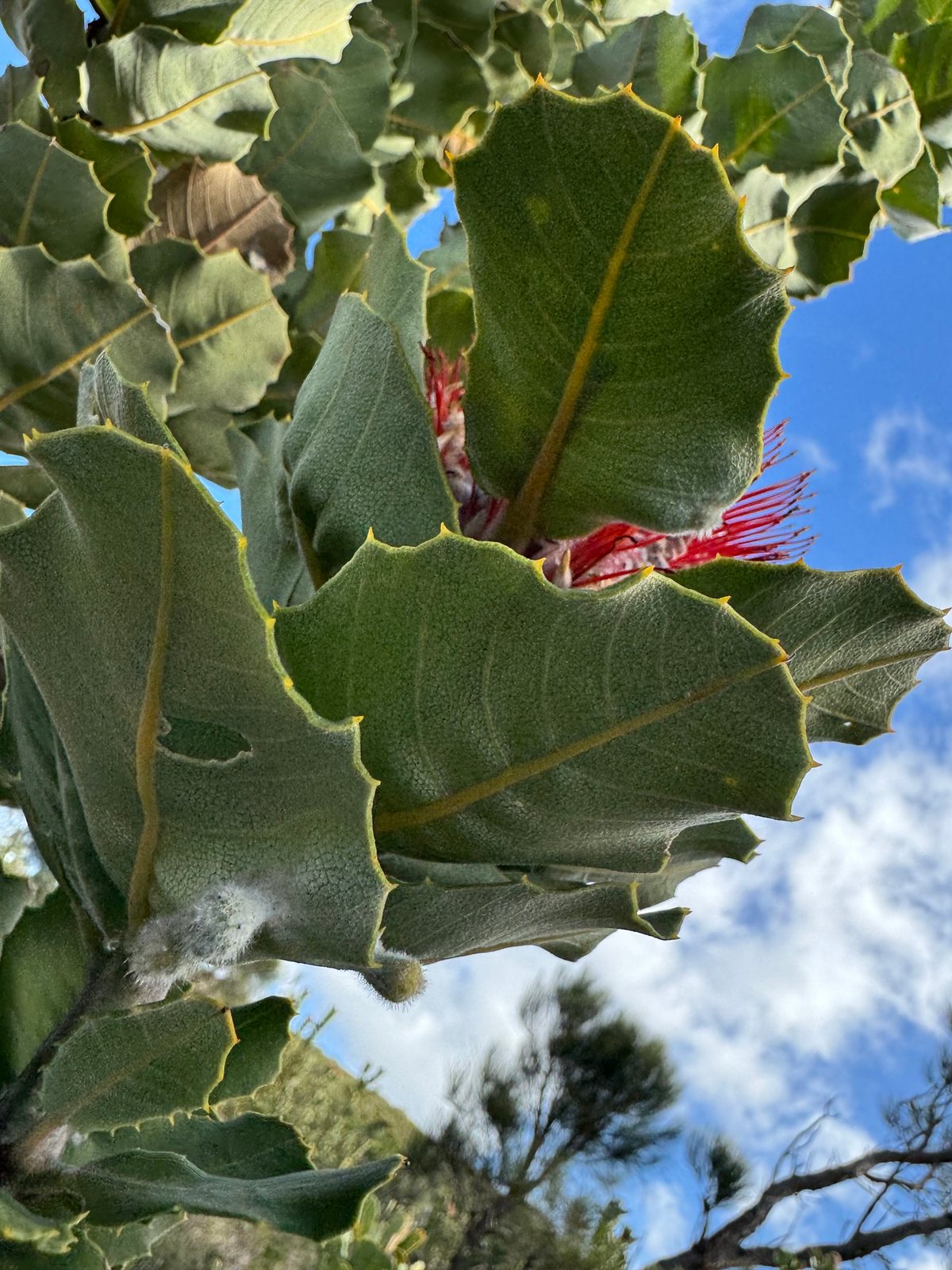 Scarlet banksia