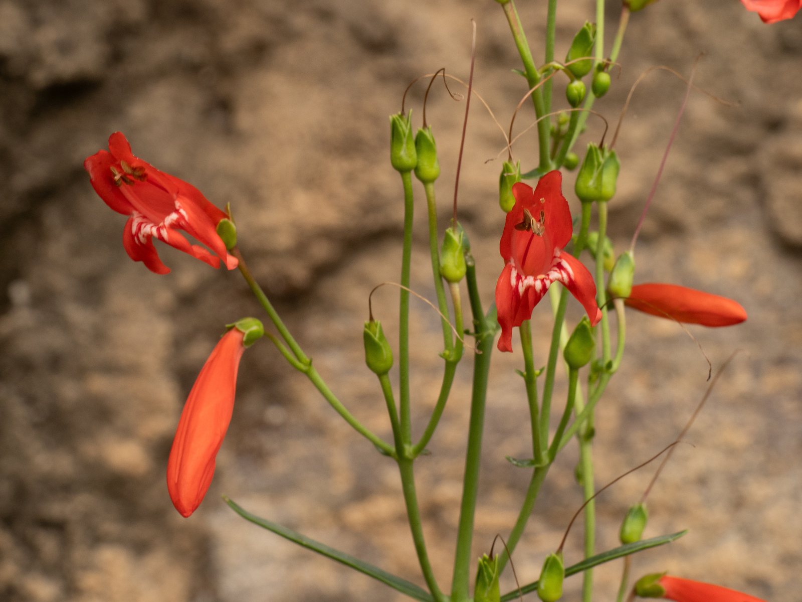 Scarlet bugler