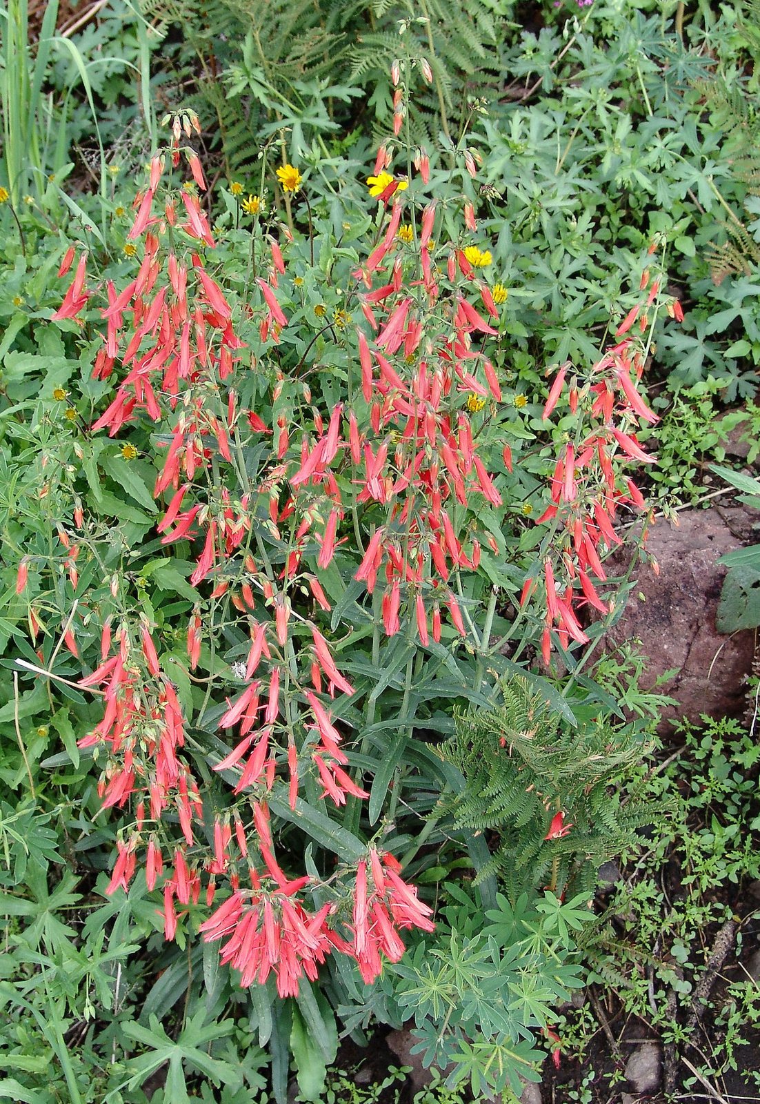 Scarlet bugler