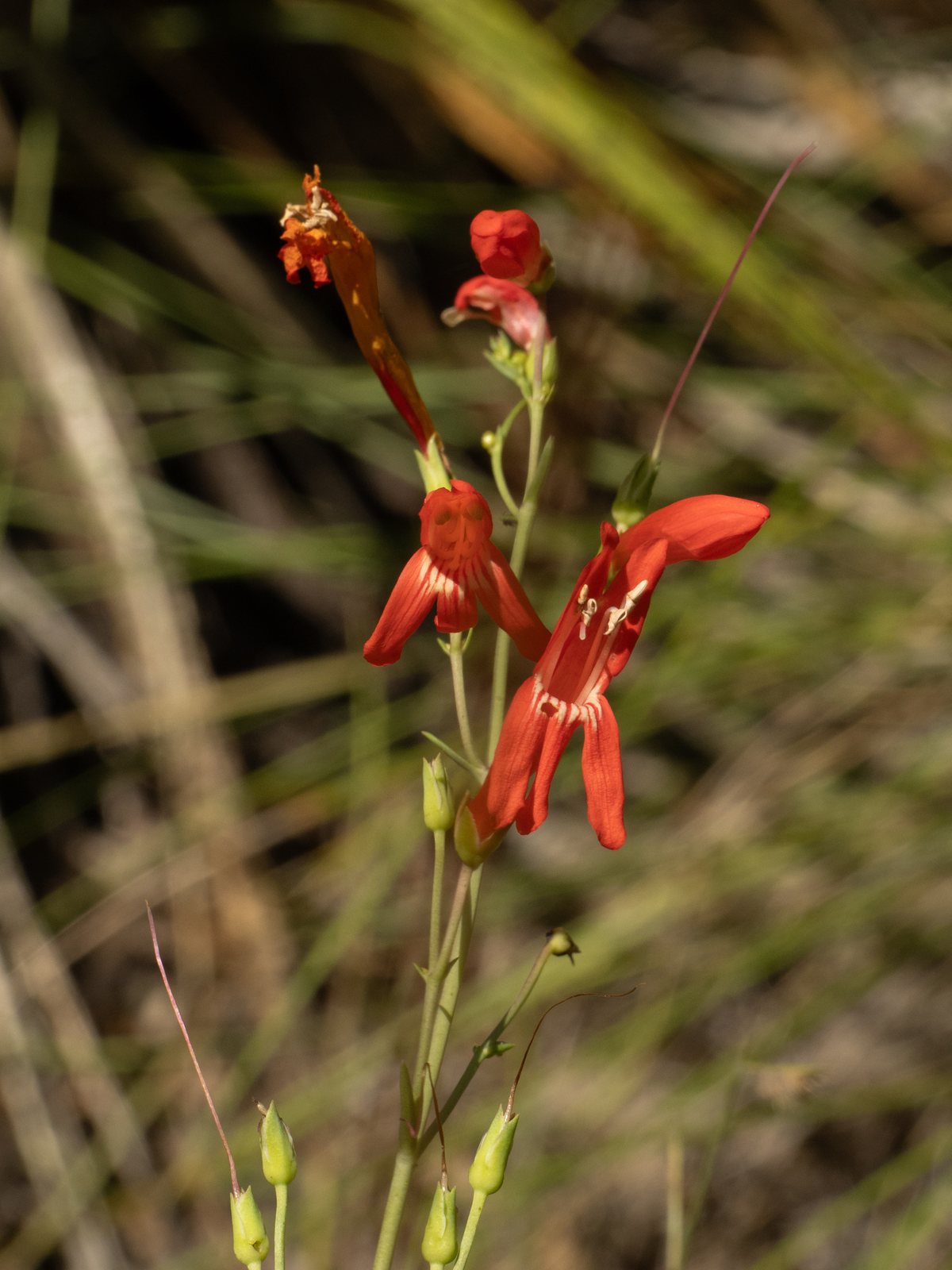 Scarlet bugler