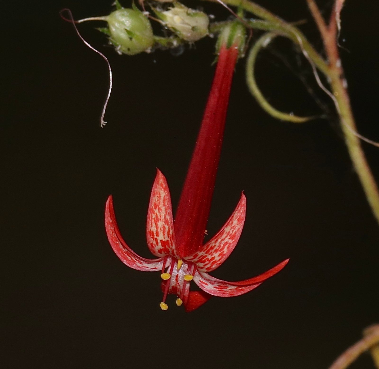 Scarlet gilia