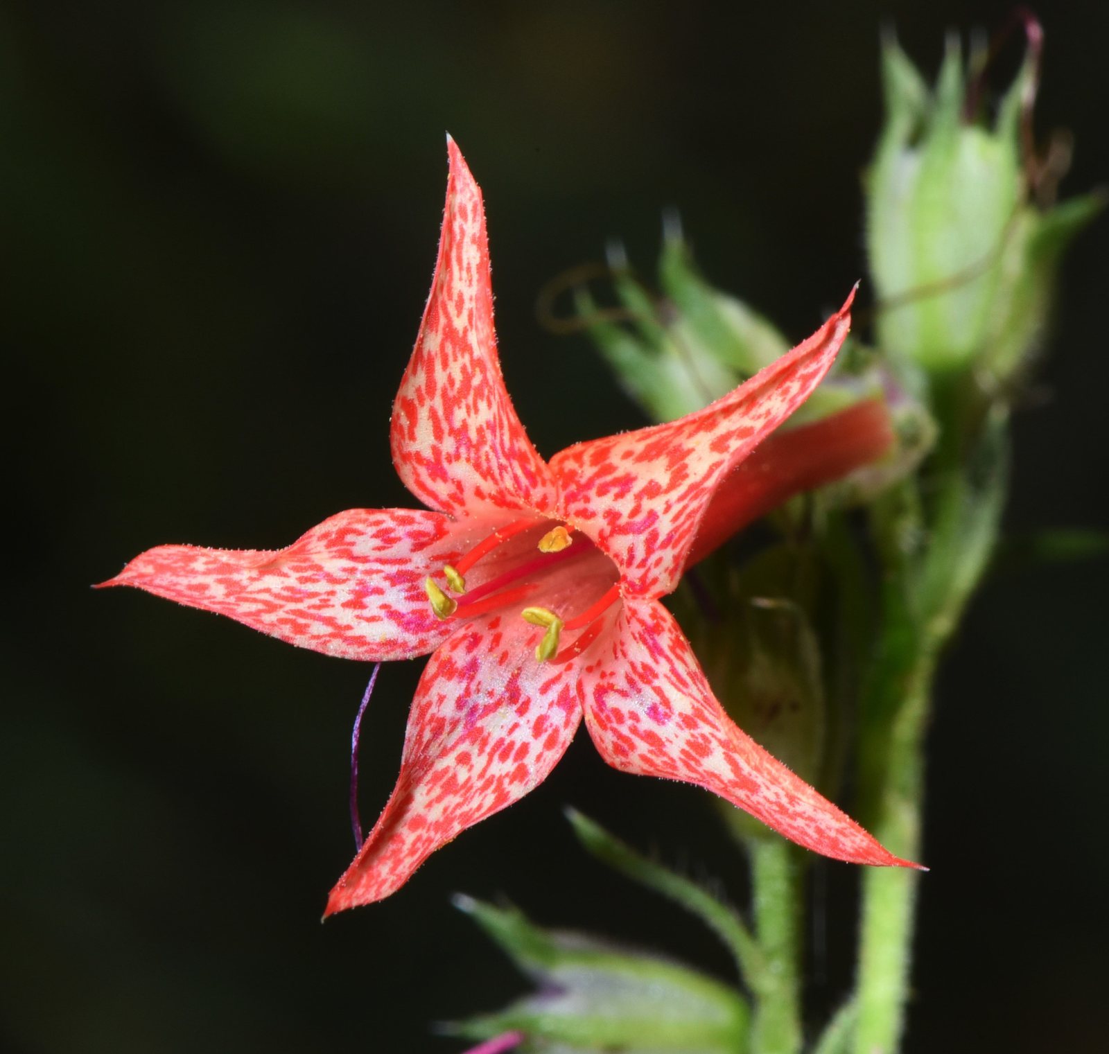 Scarlet gilia