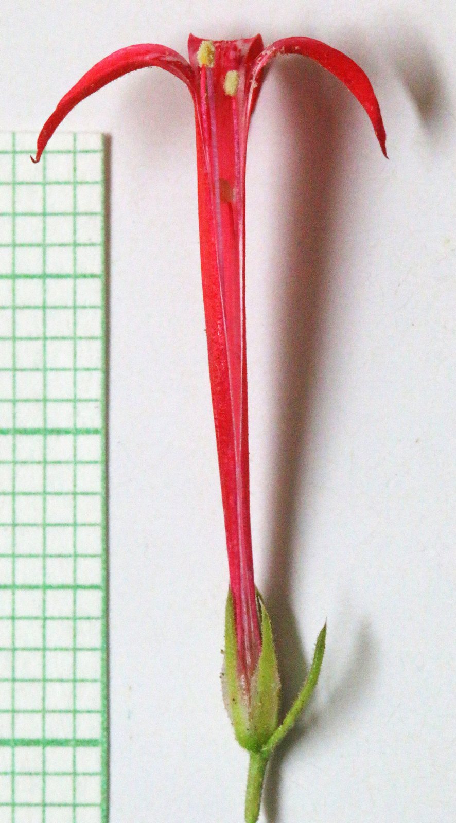 Scarlet gilia