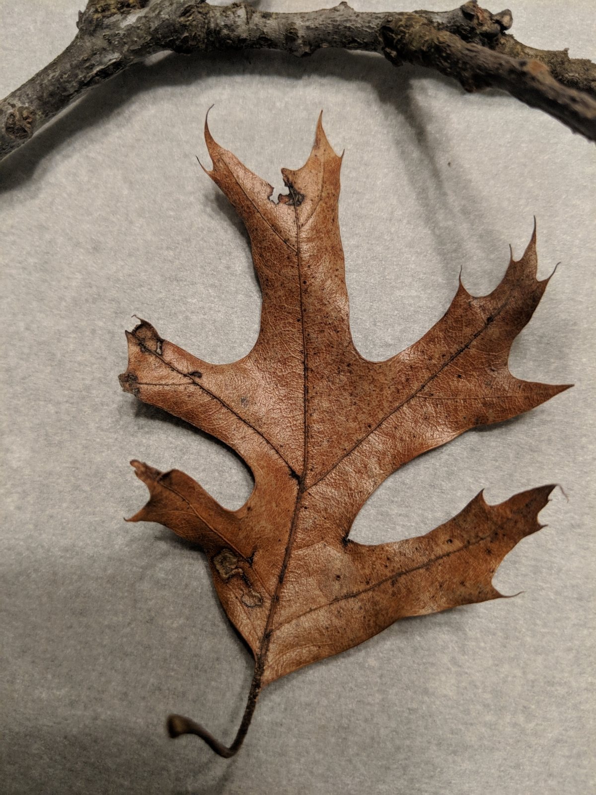 Scarlet oak
