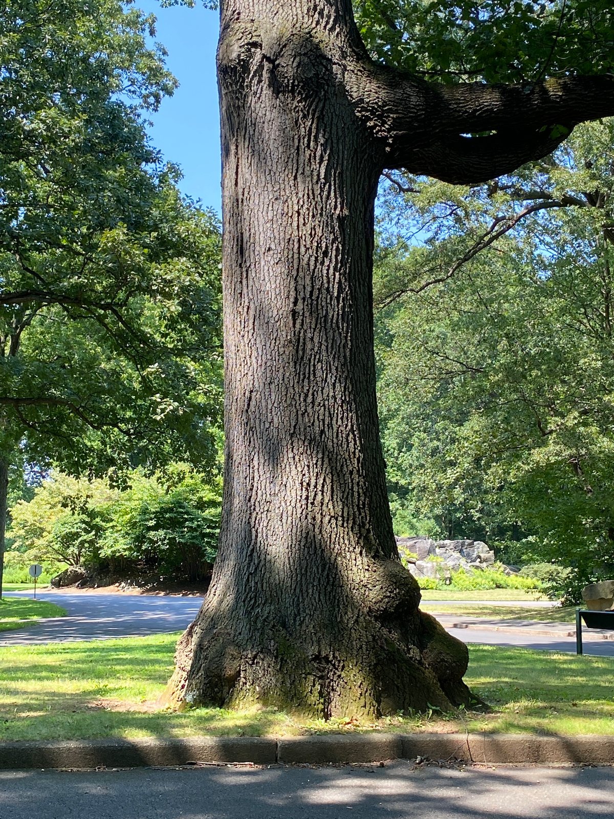 Scarlet oak
