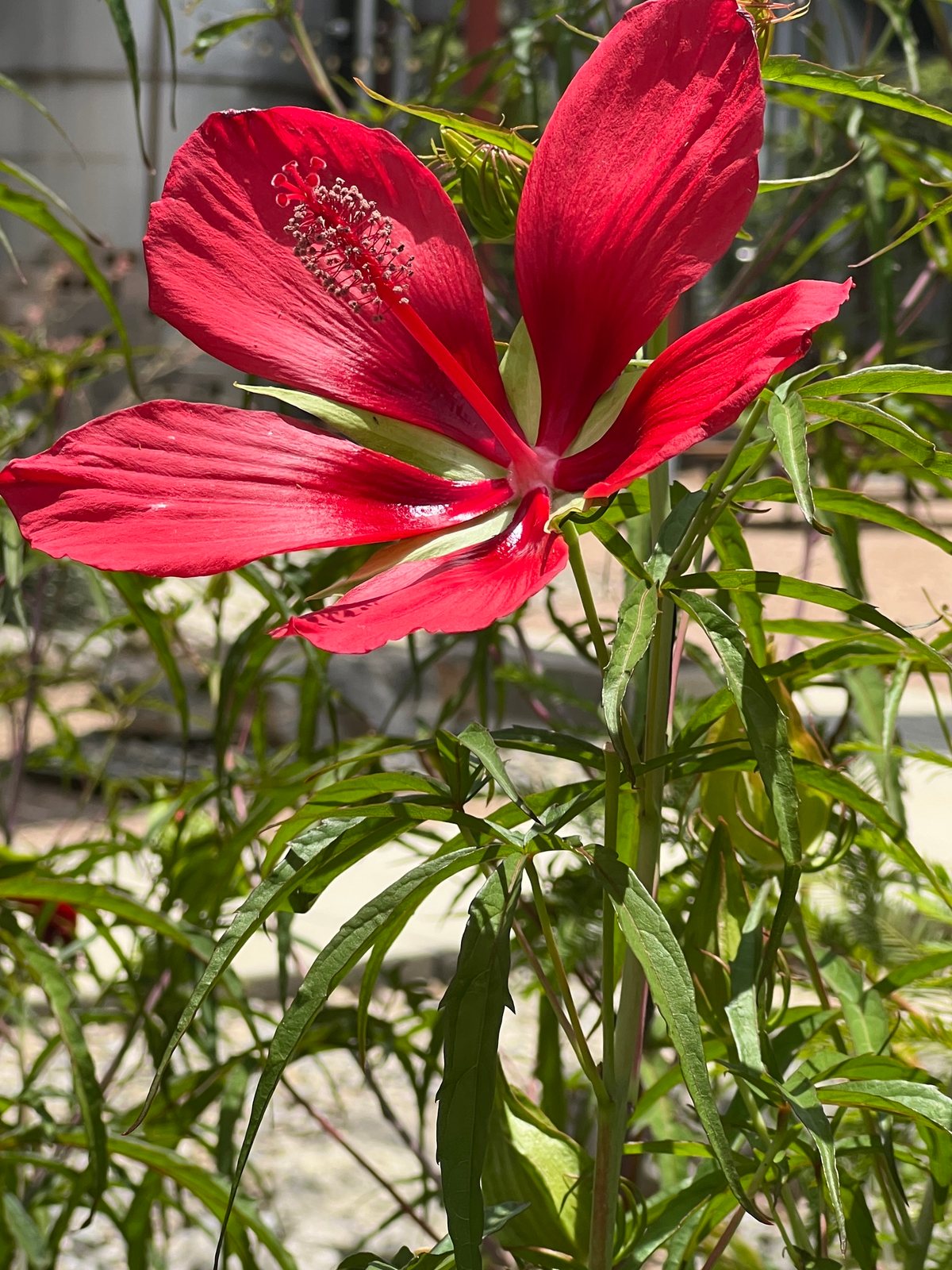 Scarlet rose mallow
