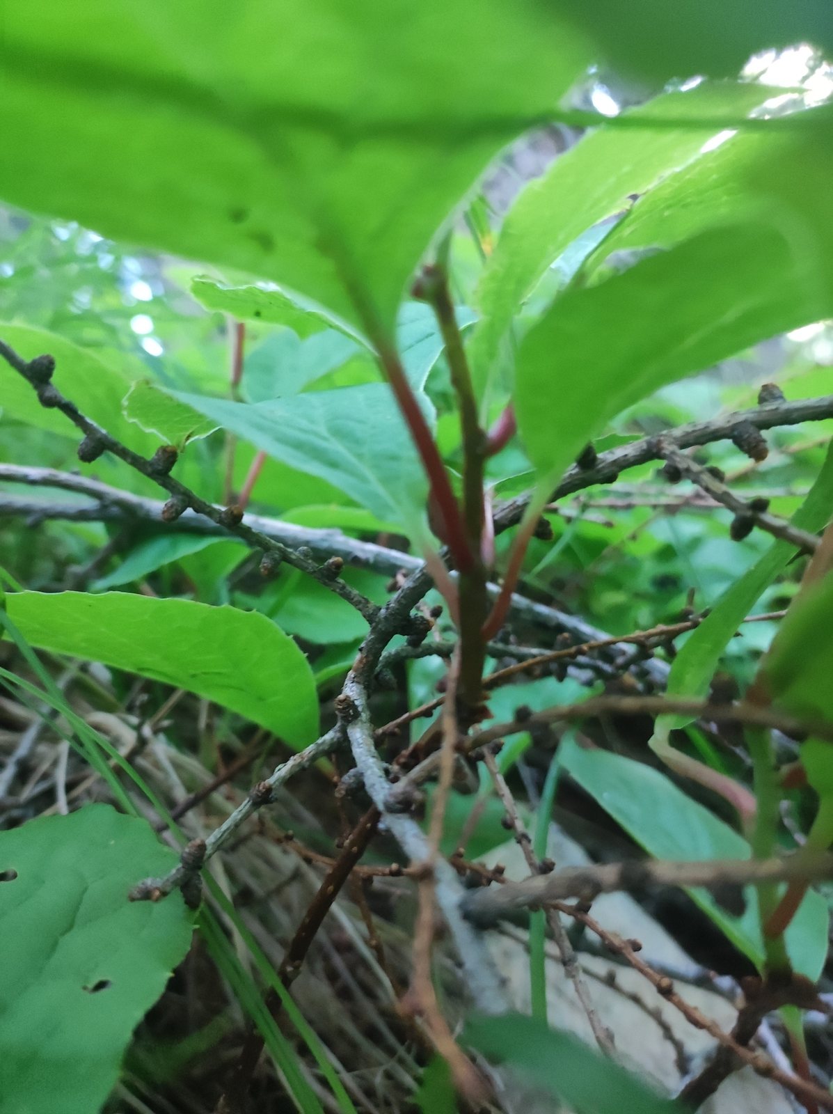 Schisandra (magnolia vine)