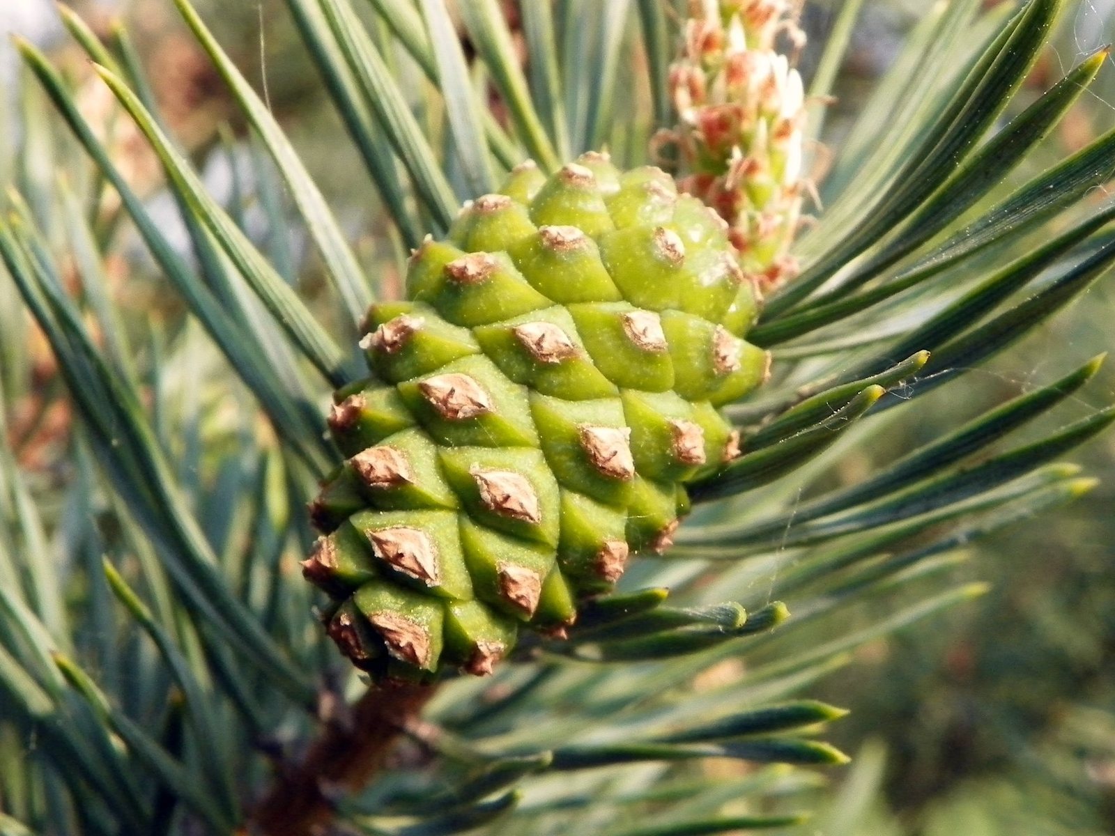 Scots pine