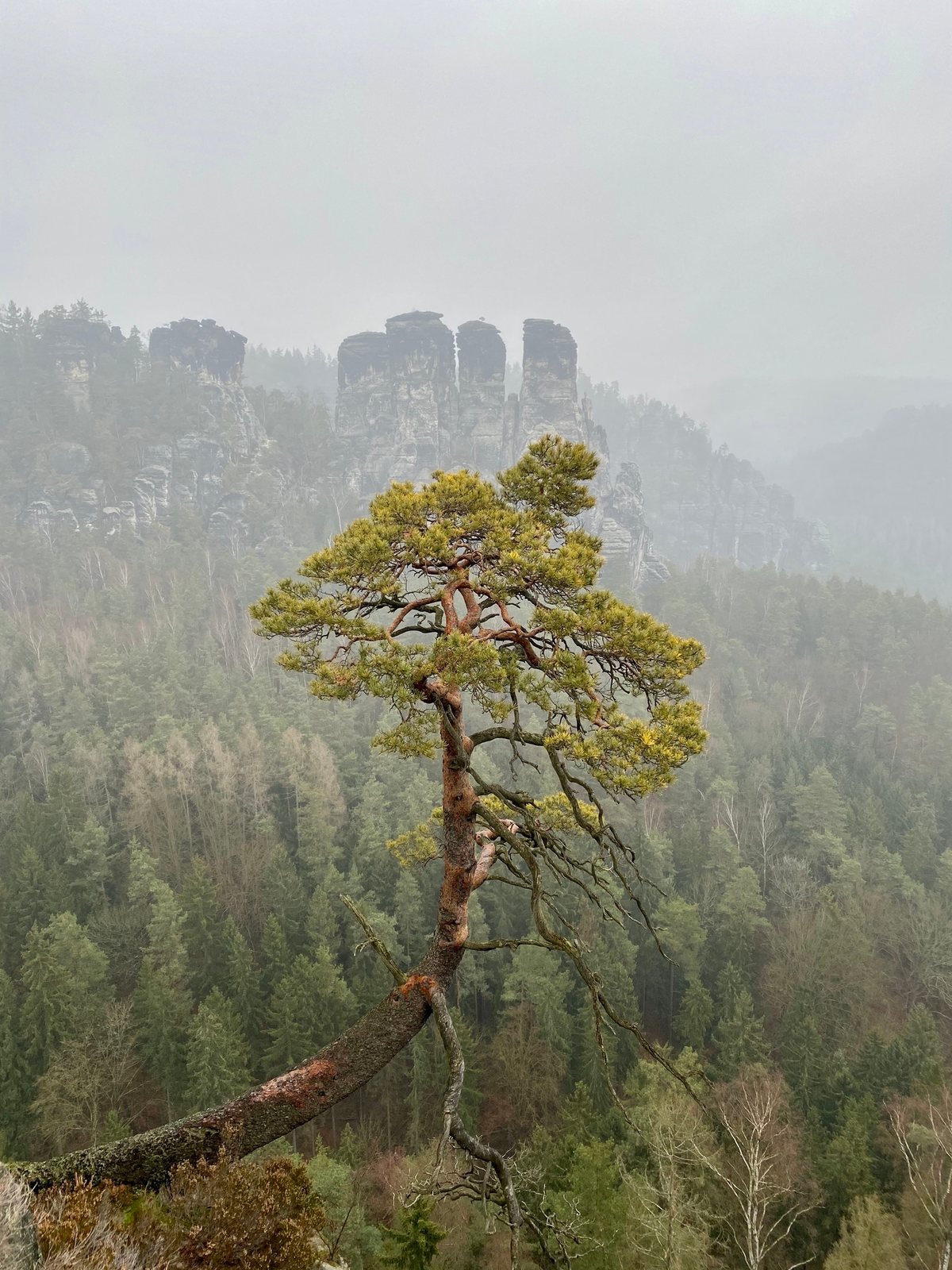 Scots pine