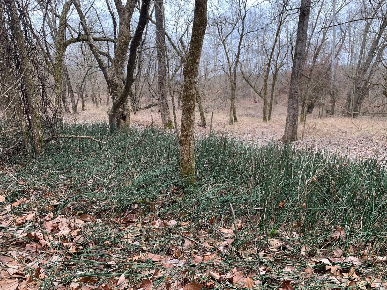 Scouring rush