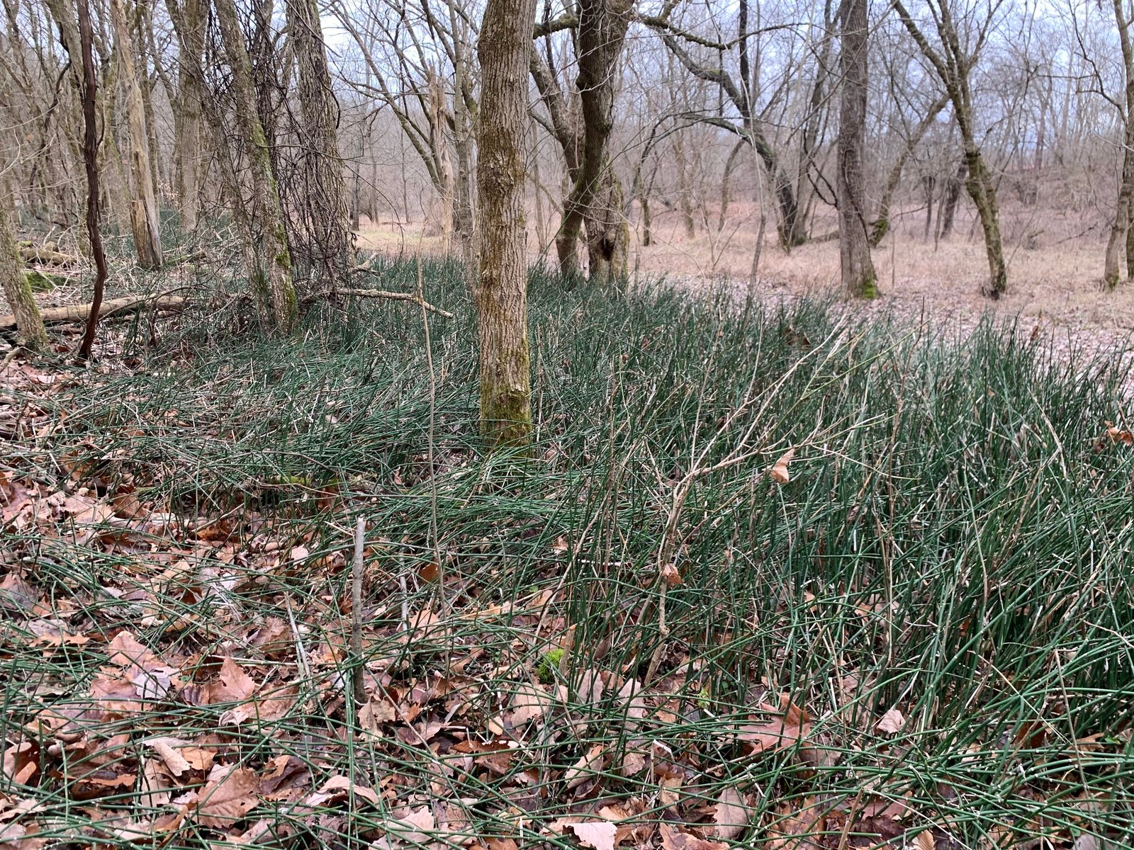 Scouring rush