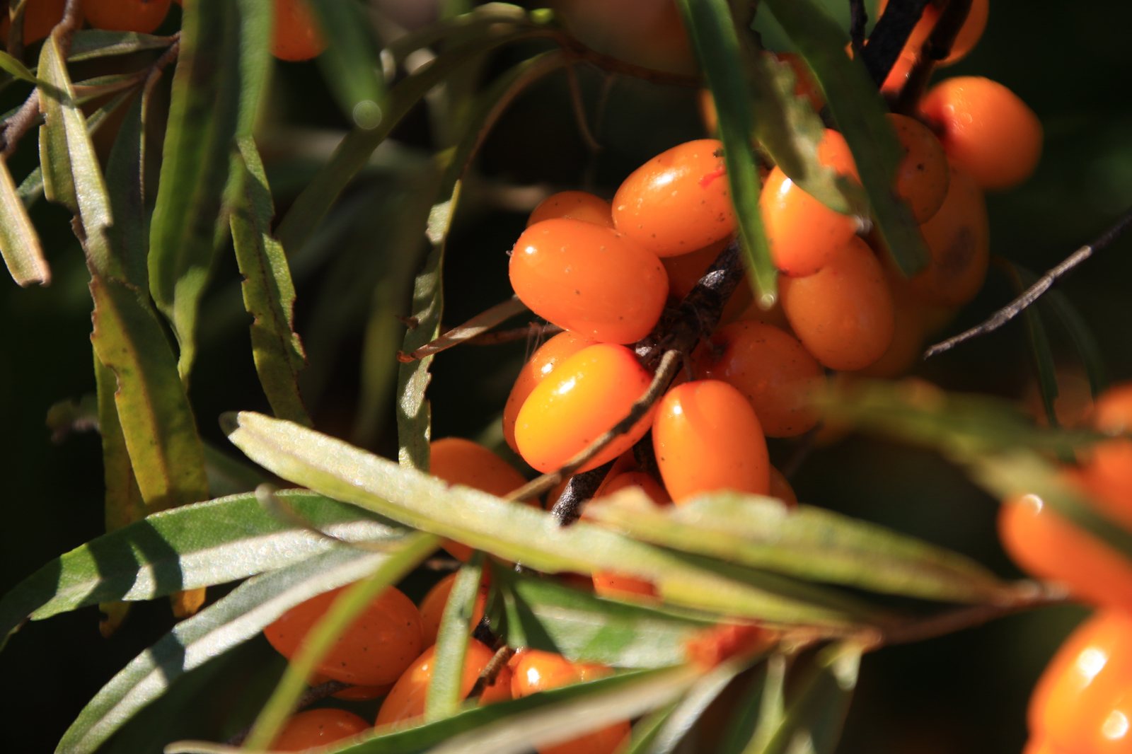 Sea buckthorn