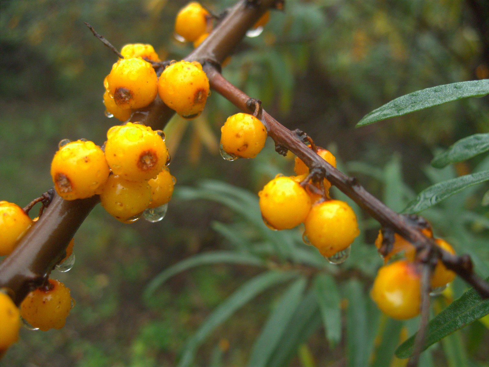 Sea buckthorn