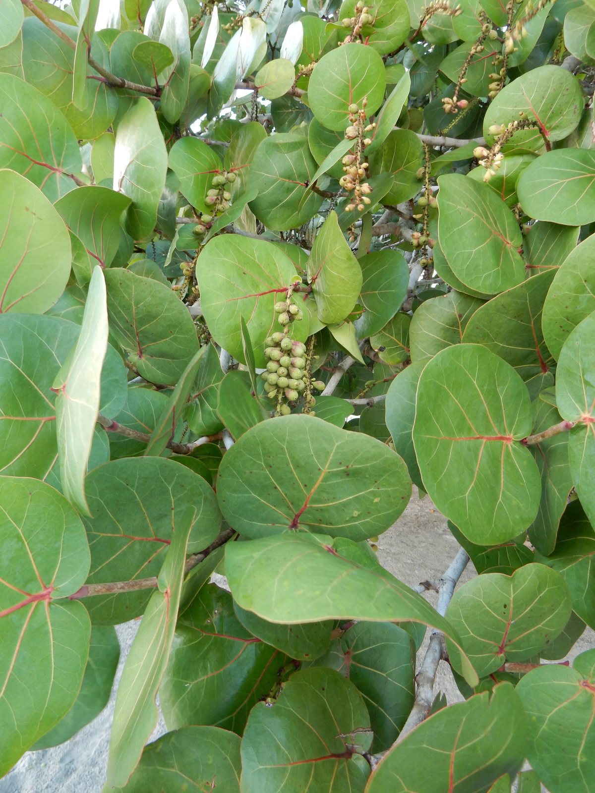 Sea grape
