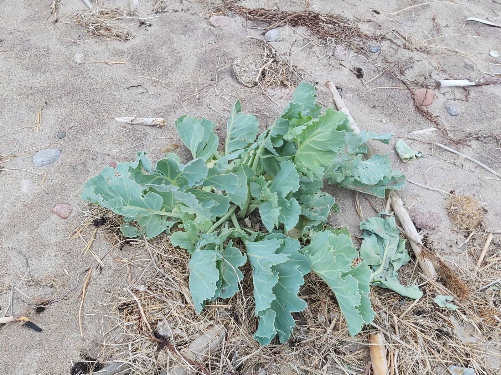 Sea kale