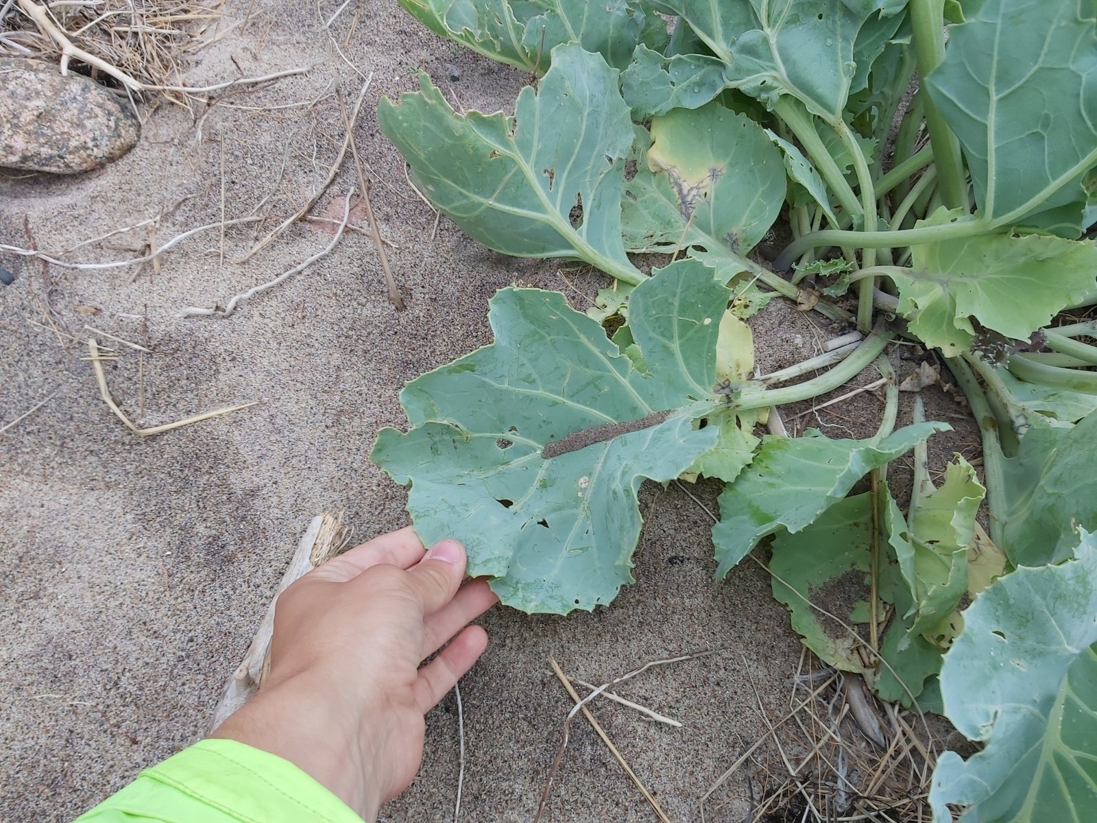 Sea kale