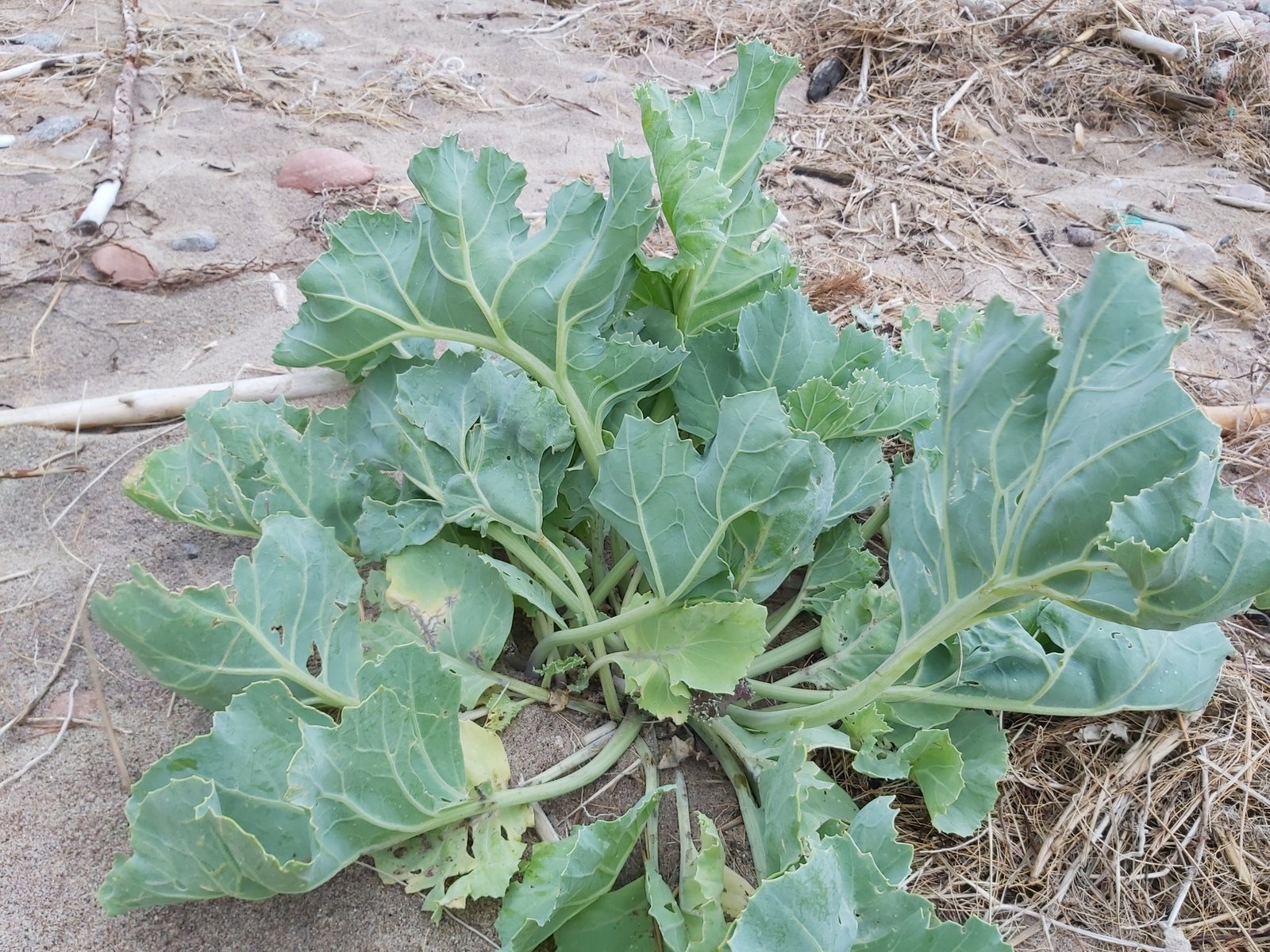 Sea kale
