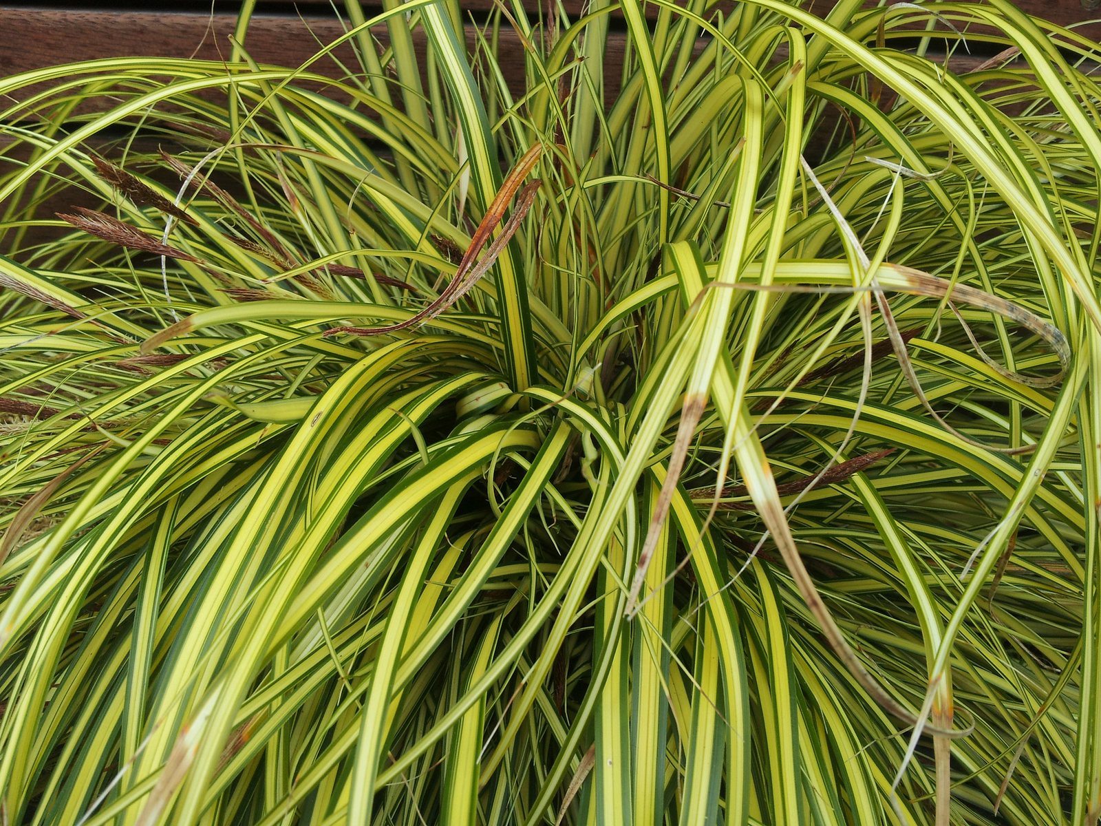 Sedge 'Ice Dance'